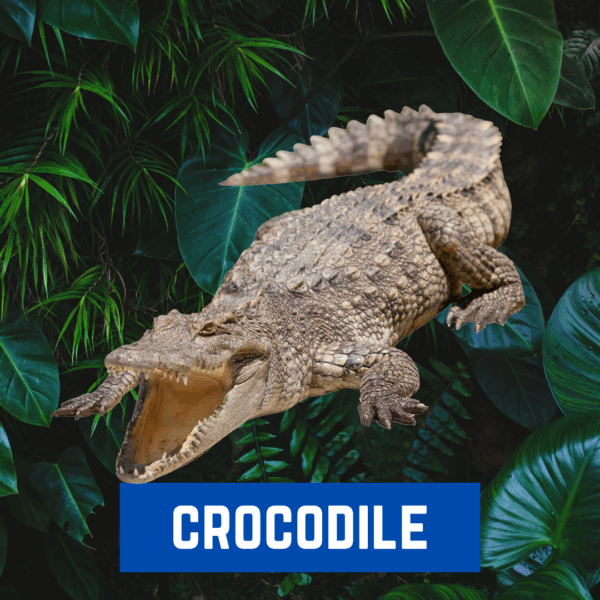 CROCODILE - £250 CASH