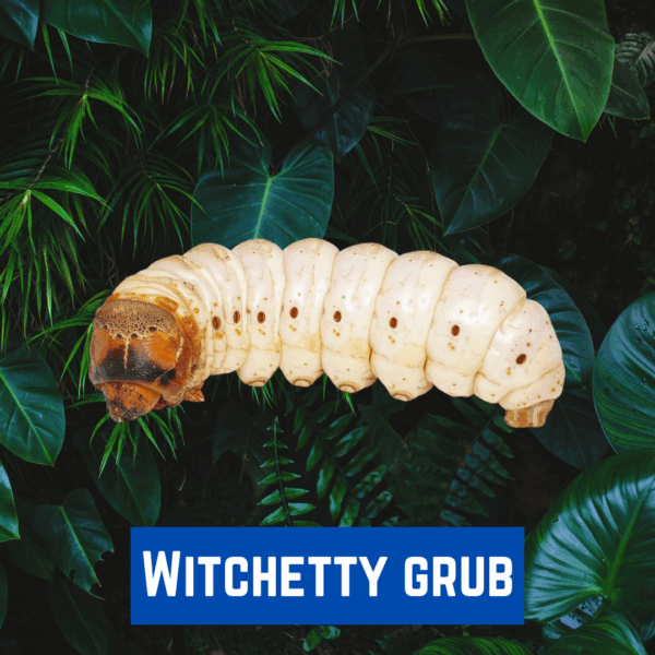 WITCHETTY GRUB - £10 SITE CREDIT