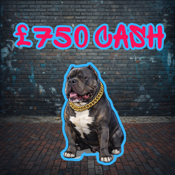 XL BULLY - £750 Cash